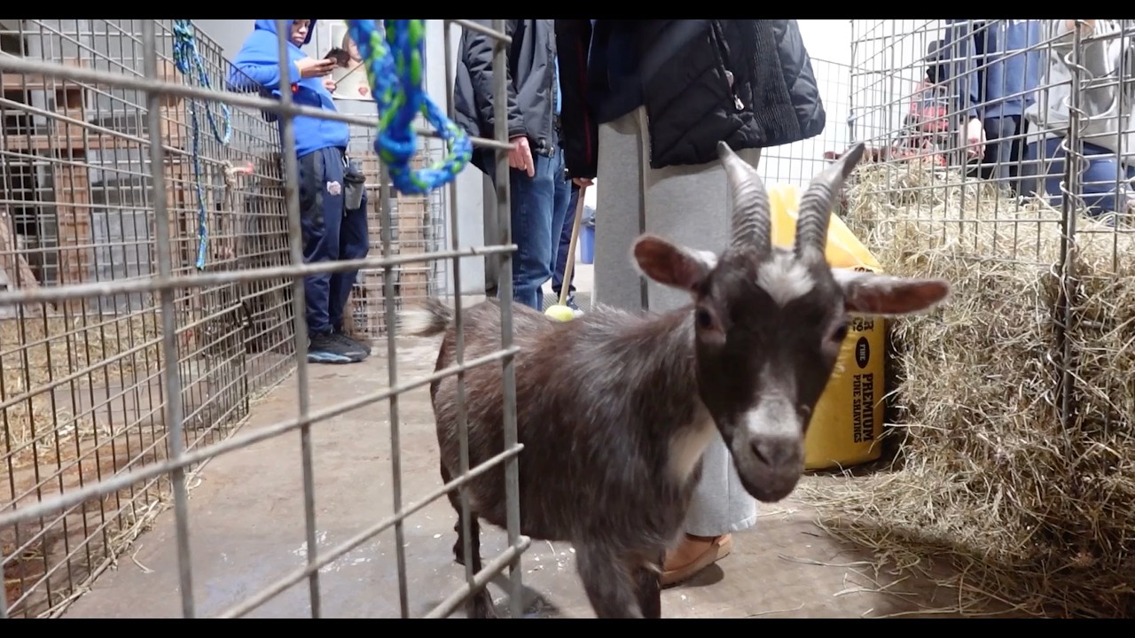 A photograph of a goat on a farm in Detroit.