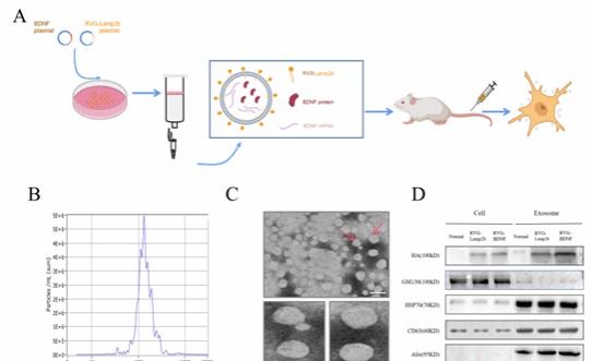 《Research》发表太阳城娱乐程勇团队开发工程化外泌体技术结合基因治疗缓解抑郁症的研究成果