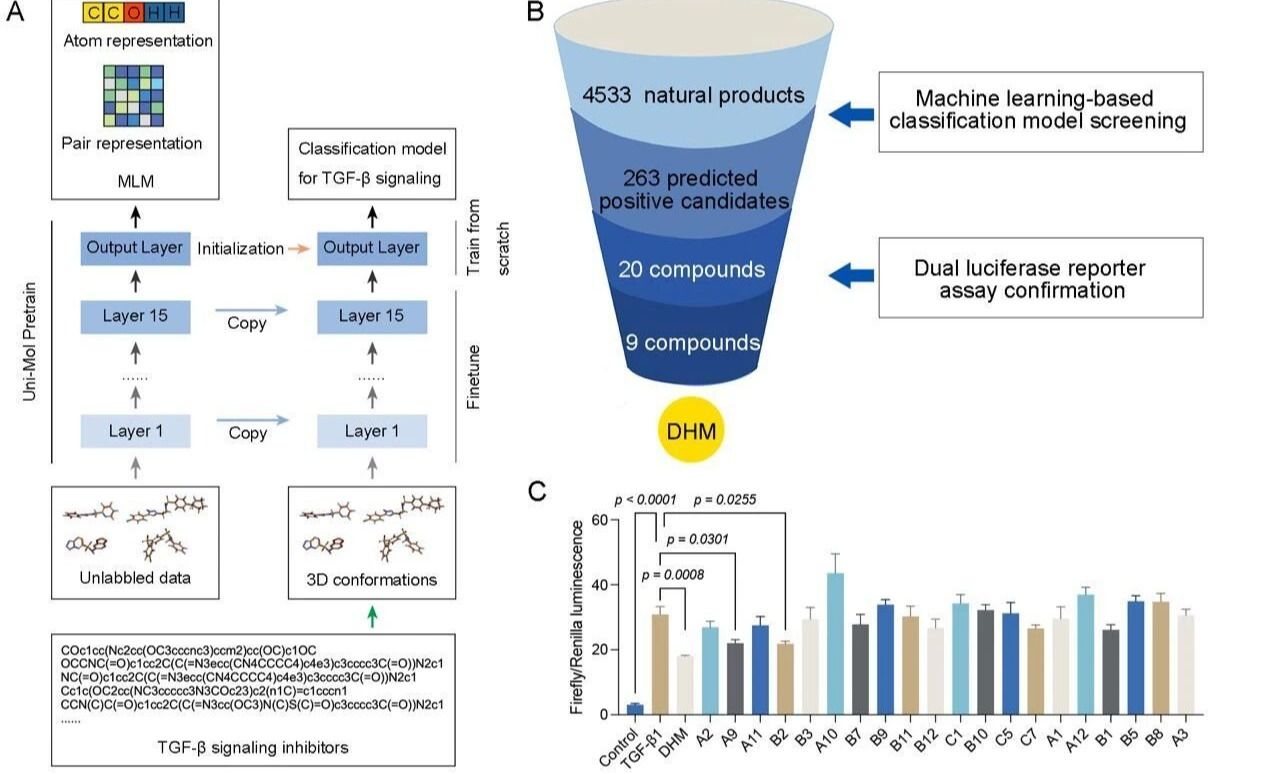 《Engineering》| 机器学习：王昊团队联合游雪甫、杨信怡团队构建AI模型解析二氢杨梅素抗肺纤维化机制