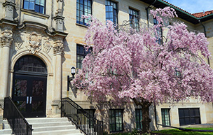 A photo of a tree during spring on Detroit Mercy's McNichols Campus.